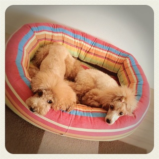�J���C�X�M������