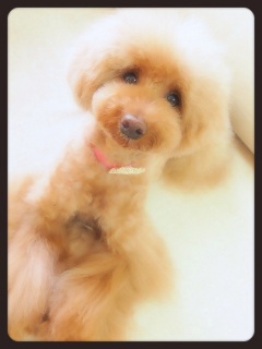 �b�q�d�`*�@���R