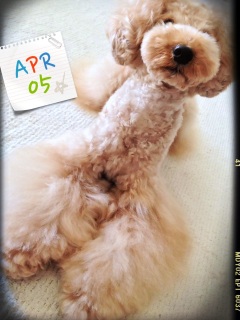 �V���B