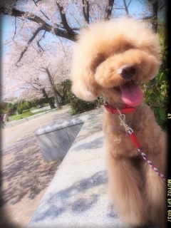 �T�N���T���|*�O�S�O�T�@���V